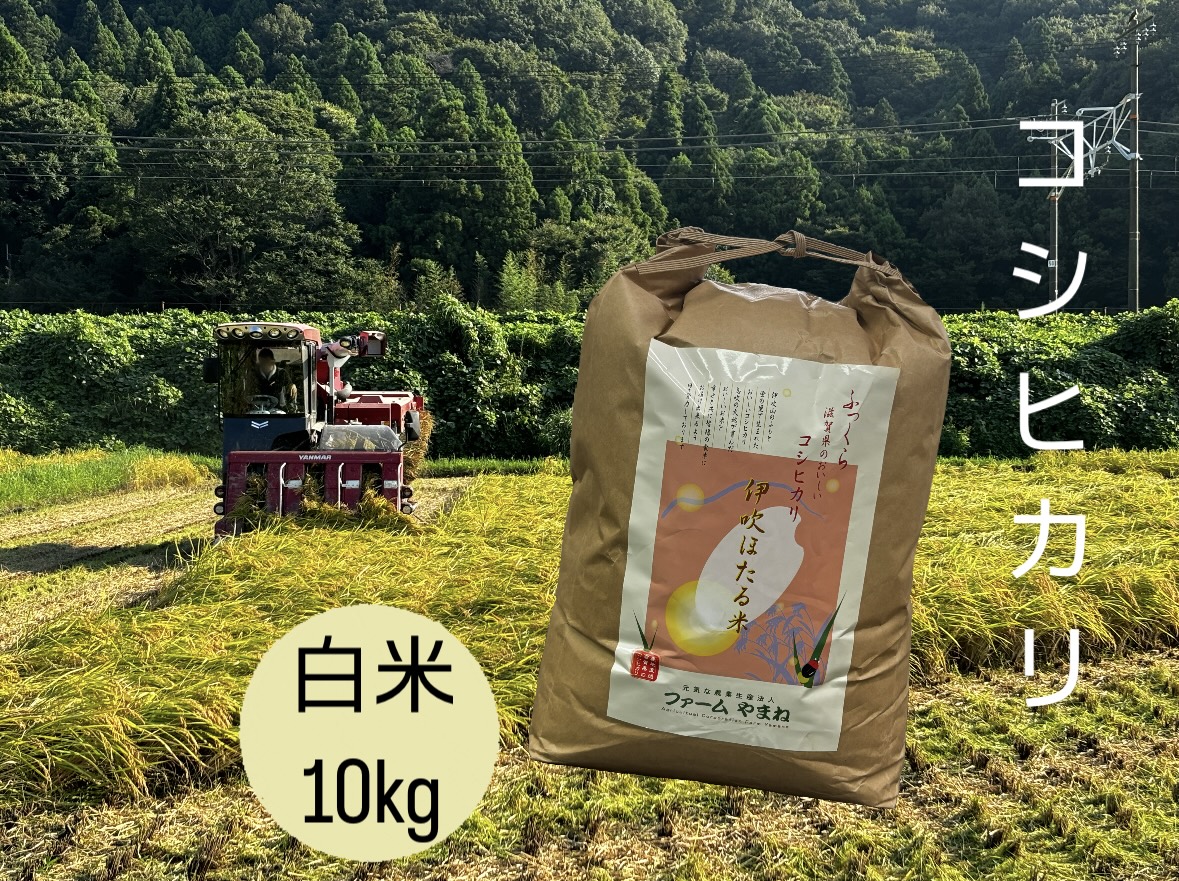 コシヒカリ 白米10kg